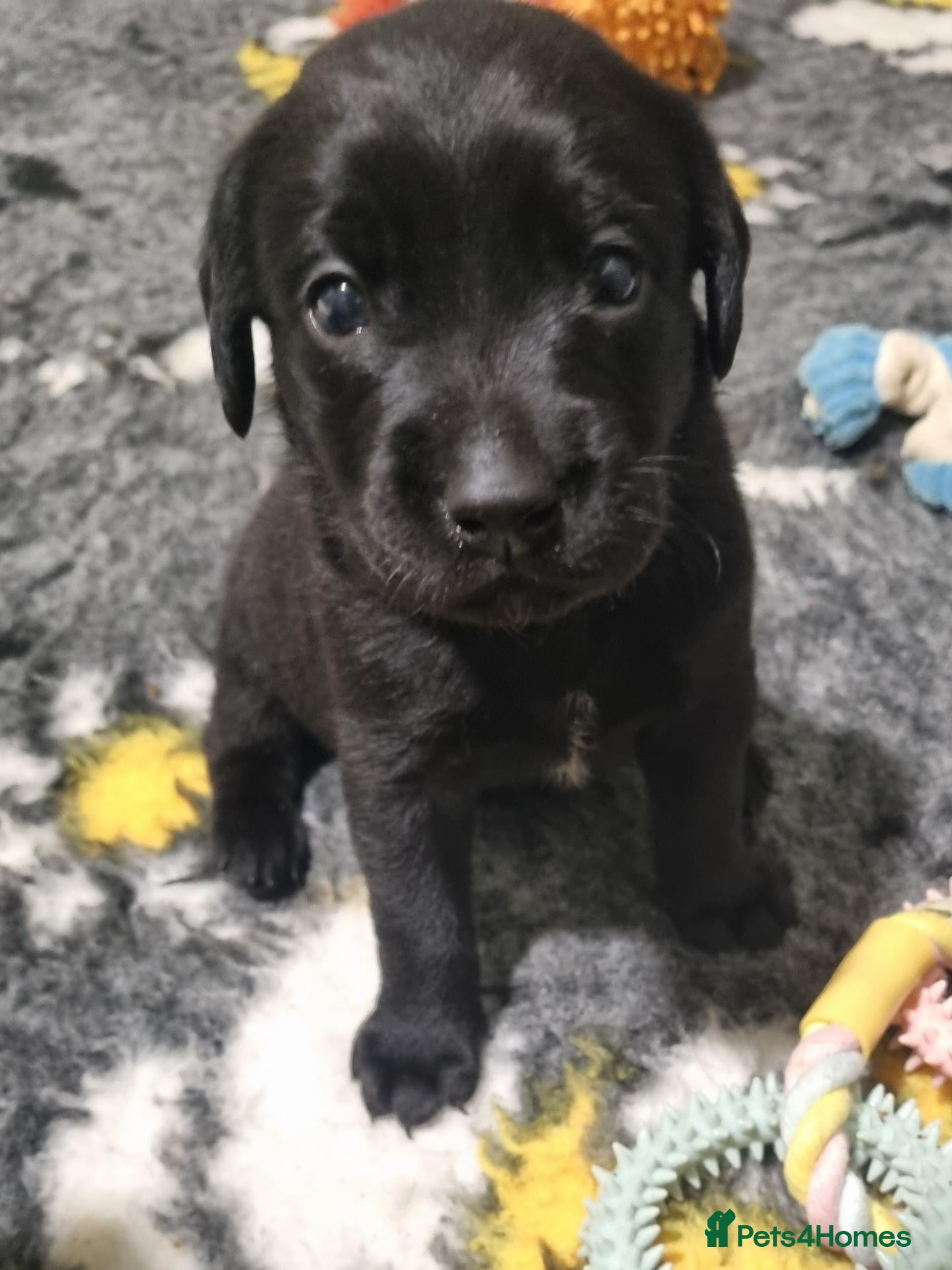 Labrador Retriever dogs  BEAUTIFUL PUPPIES FROM FULLY HEALTHTESTED PARENTS - Advert 5