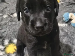 Labrador Retriever dogs BEAUTIFUL PUPPIES FROM FULLY HEALTHTESTED PARENTS - Advert 5