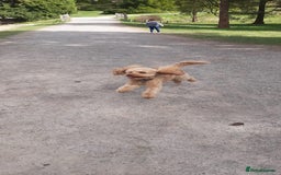 Miniature Poodle dogs for stud: Stud miniature poodle  - Image 7