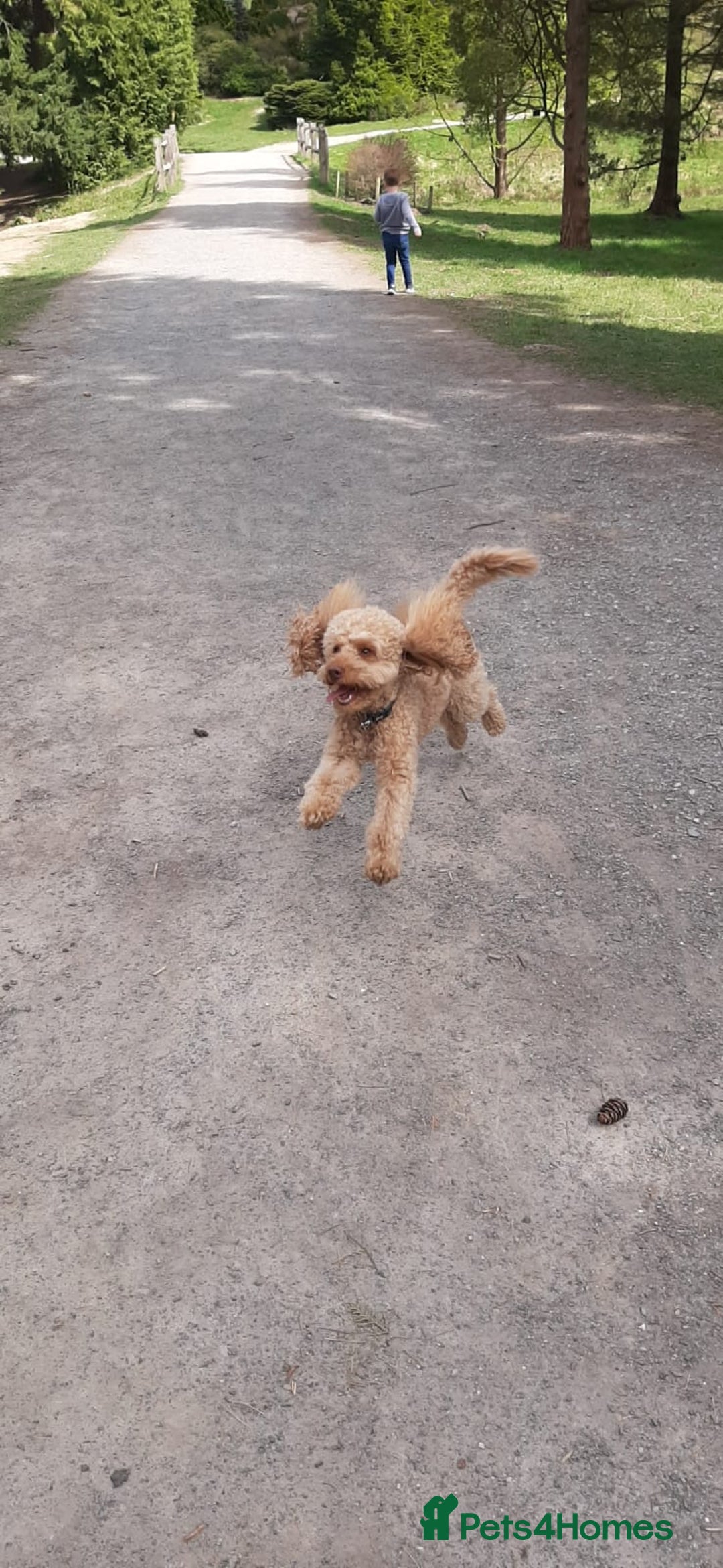 Miniature Poodle dogs for stud: Stud miniature poodle  - Image 7