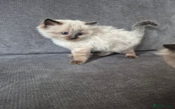 Ragdoll cats for sale: Pedigree Ragdoll Kittens  - Image 8