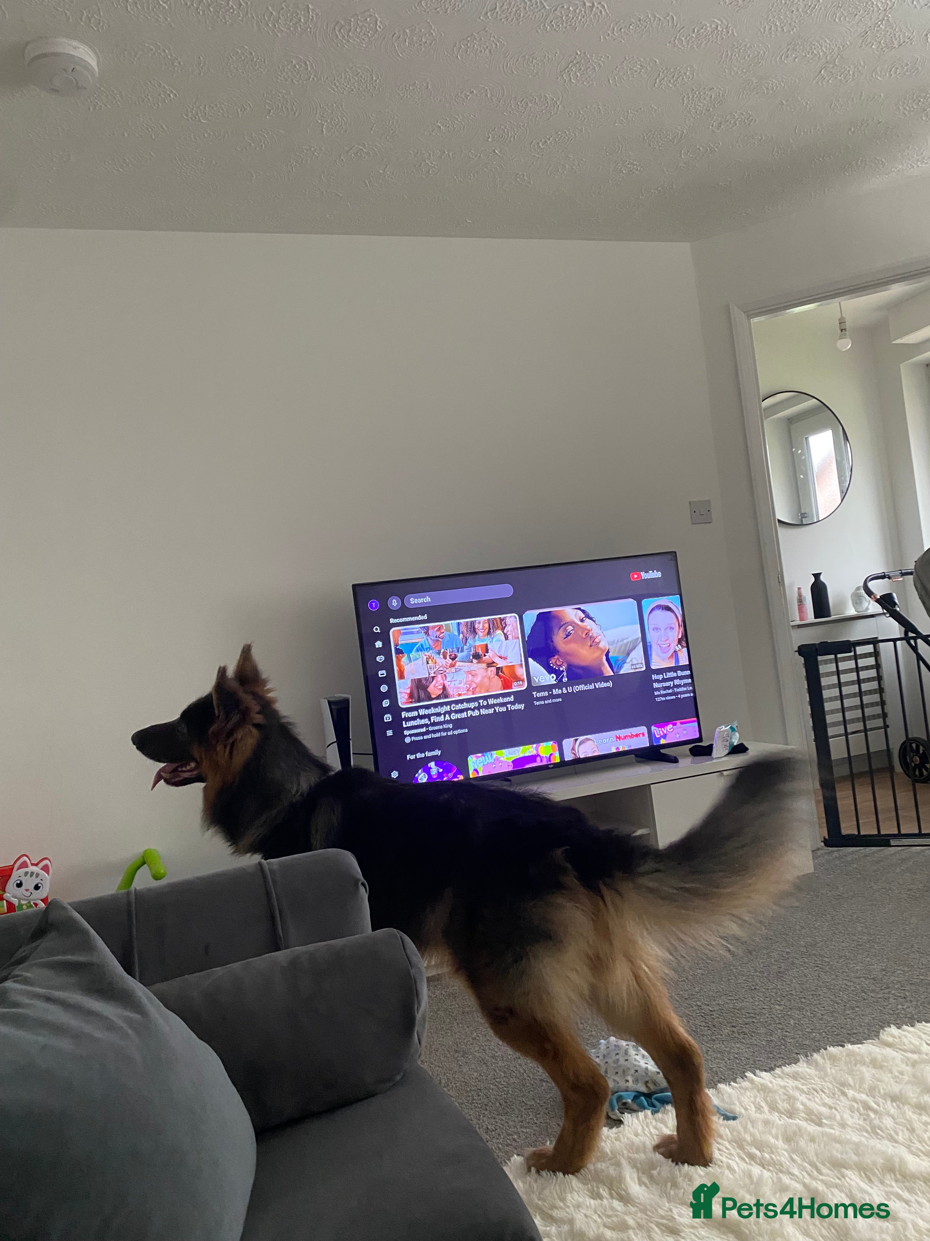 German Shepherd dogs Prince Charming 🥹 - Advert 2