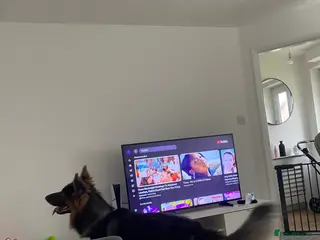 German Shepherd dogs Prince Charming 🥹 - Advert 1