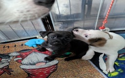 Mixed Breed dogs for sale: F1 jackcain  - Advert 10