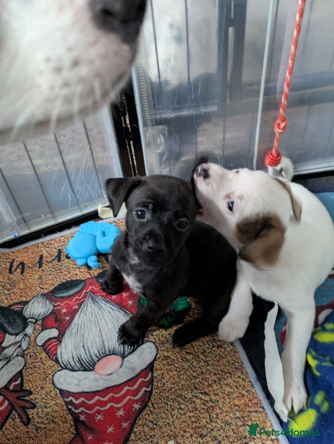 Mixed Breed dogs for sale: F1 jackcain  - Advert 10