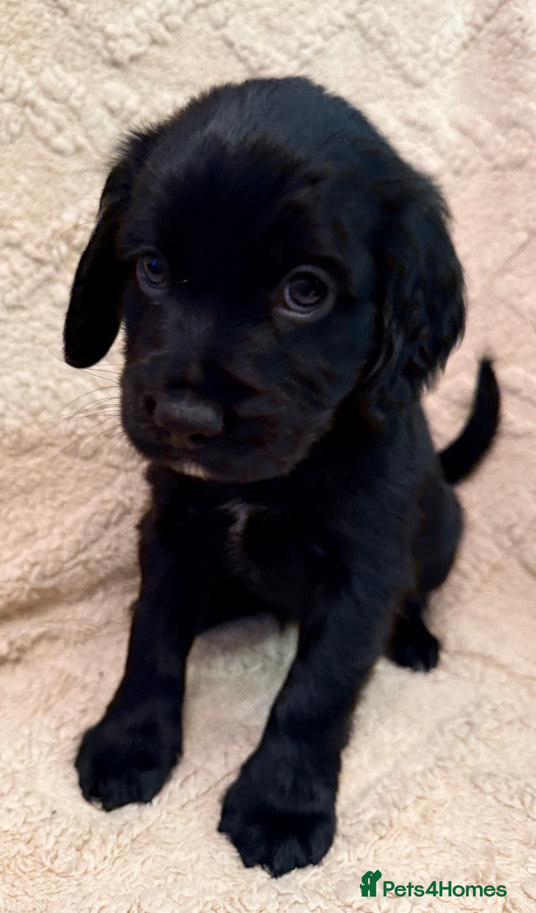 Cocker Spaniel dogs for sale: Cocker spaniel  - Advert 2