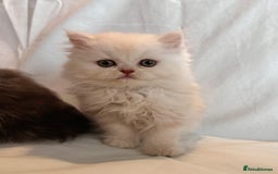 Persian cats for sale: 3 Cuddly Persian Babies❤️ - Image 11