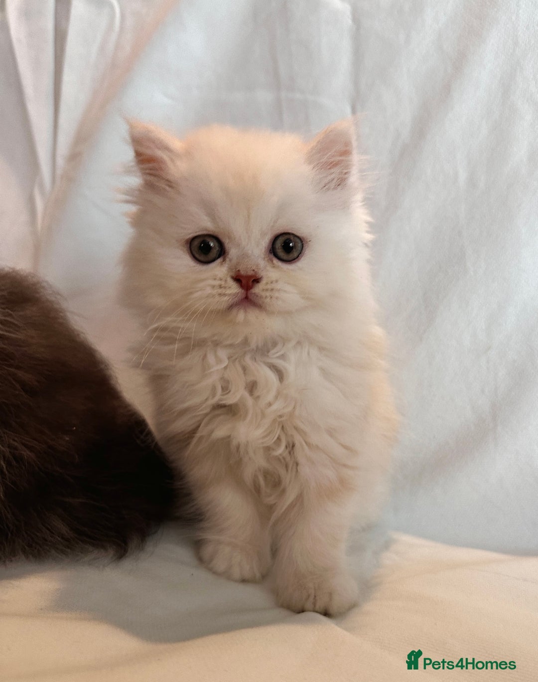 Persian cats for sale: 3 Cuddly Persian Babies❤️ - Image 11