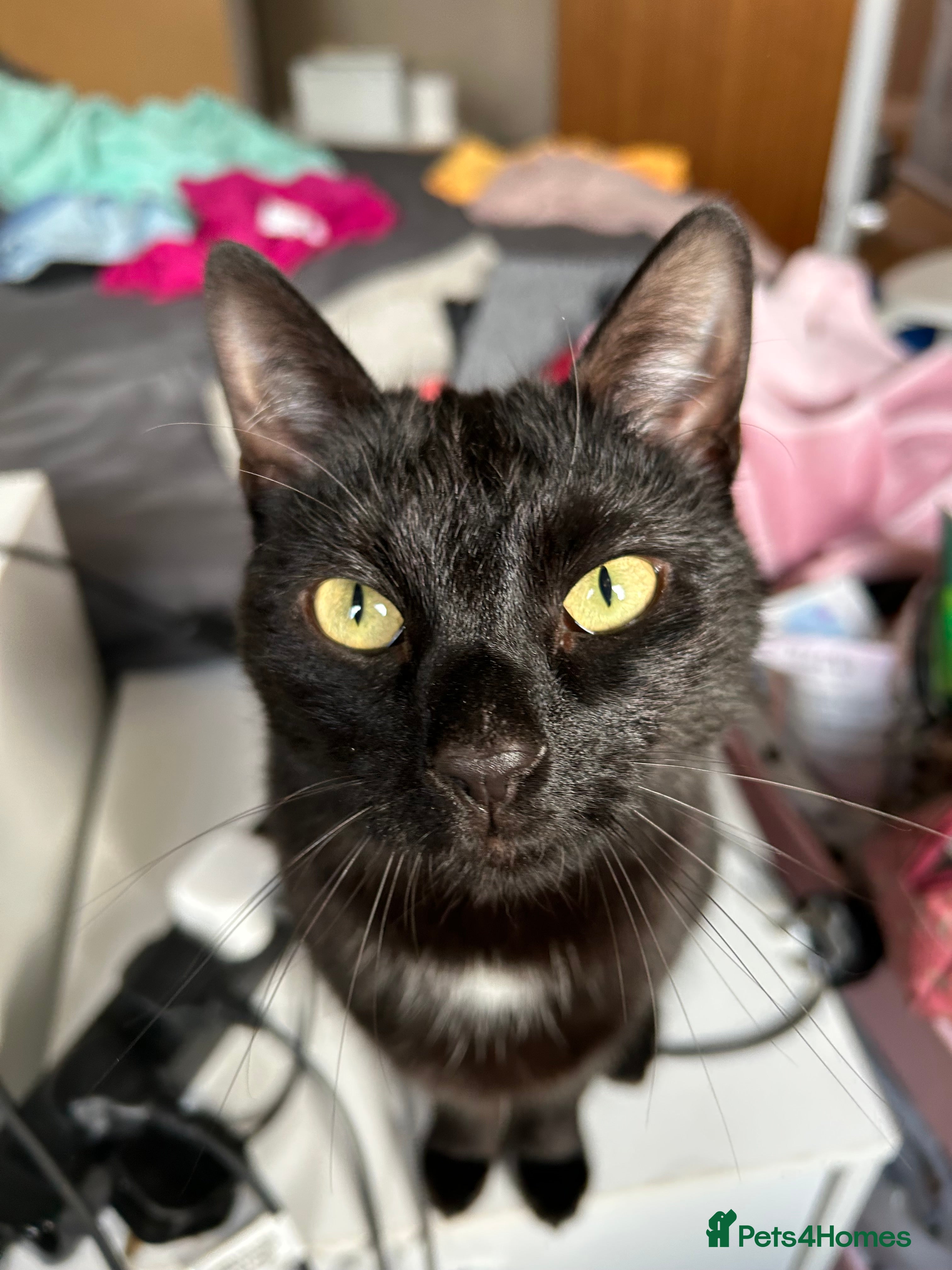 Mixed Breed cats Rehoming My Boy - Change in Circumstances - Advert 12