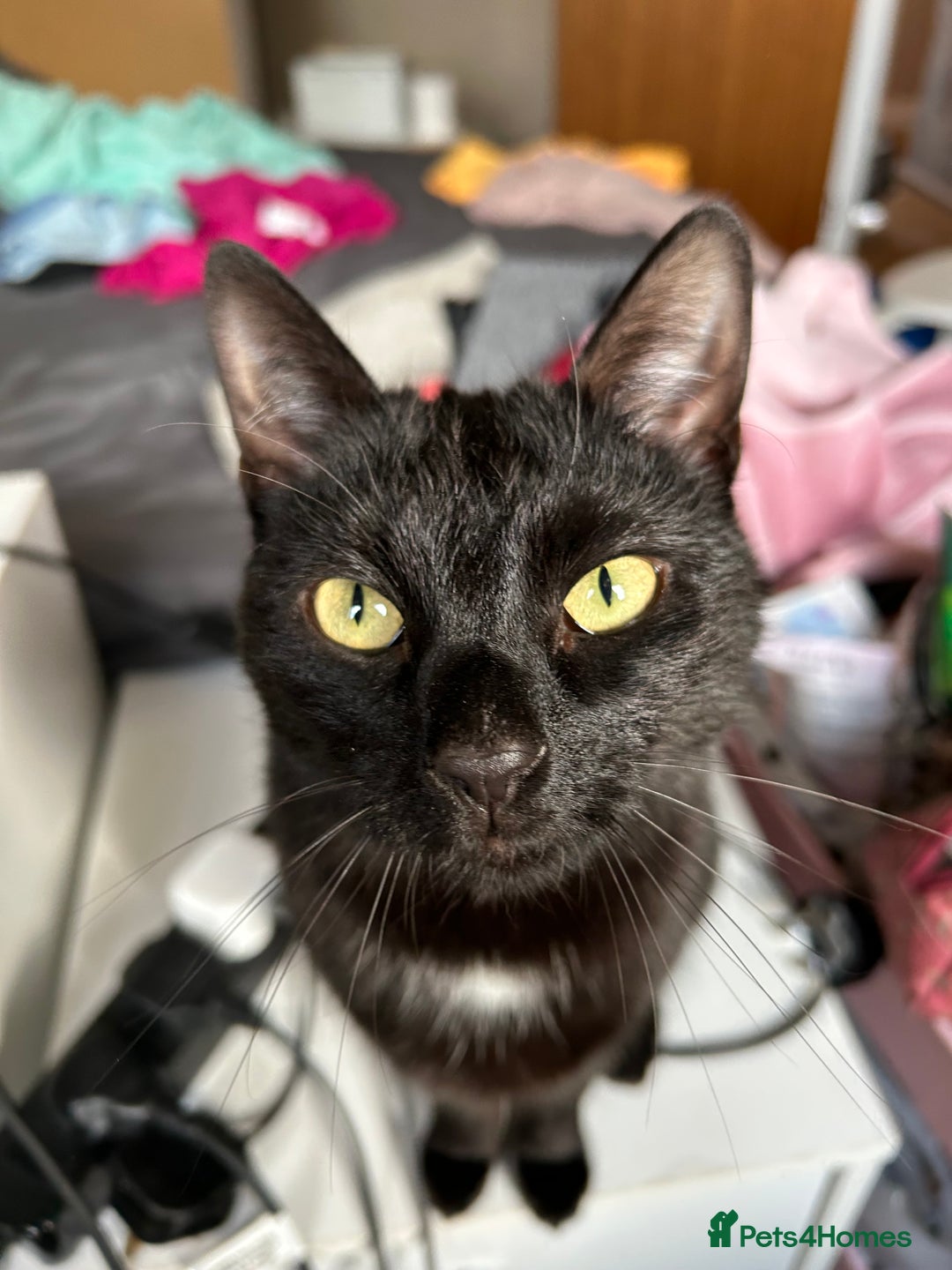 Mixed Breed cats for sale: Rehoming My Boy - Change in Circumstances - Advert 1