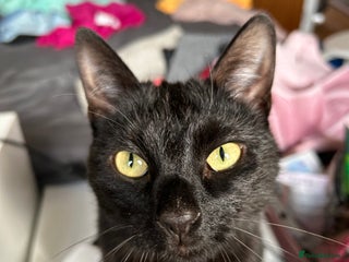 Mixed Breed cats Rehoming My Boy - Change in Circumstances - Advert 1