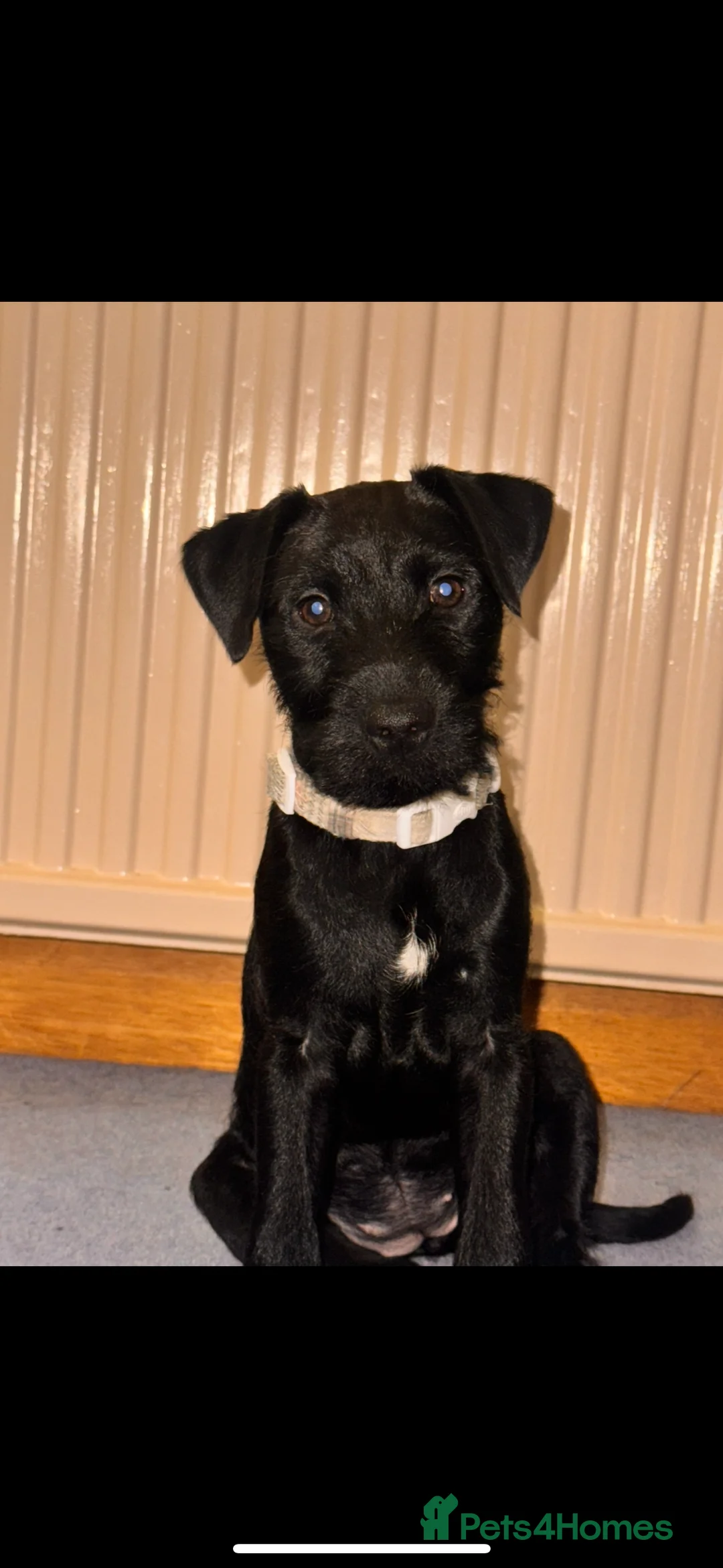 Patterdale Terrier dogs for sale: Patterdale bitch 3 months old  - Advert 8