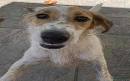 Mixed Breed dogs for adoption: Georgie needs a loving home  - Image 5