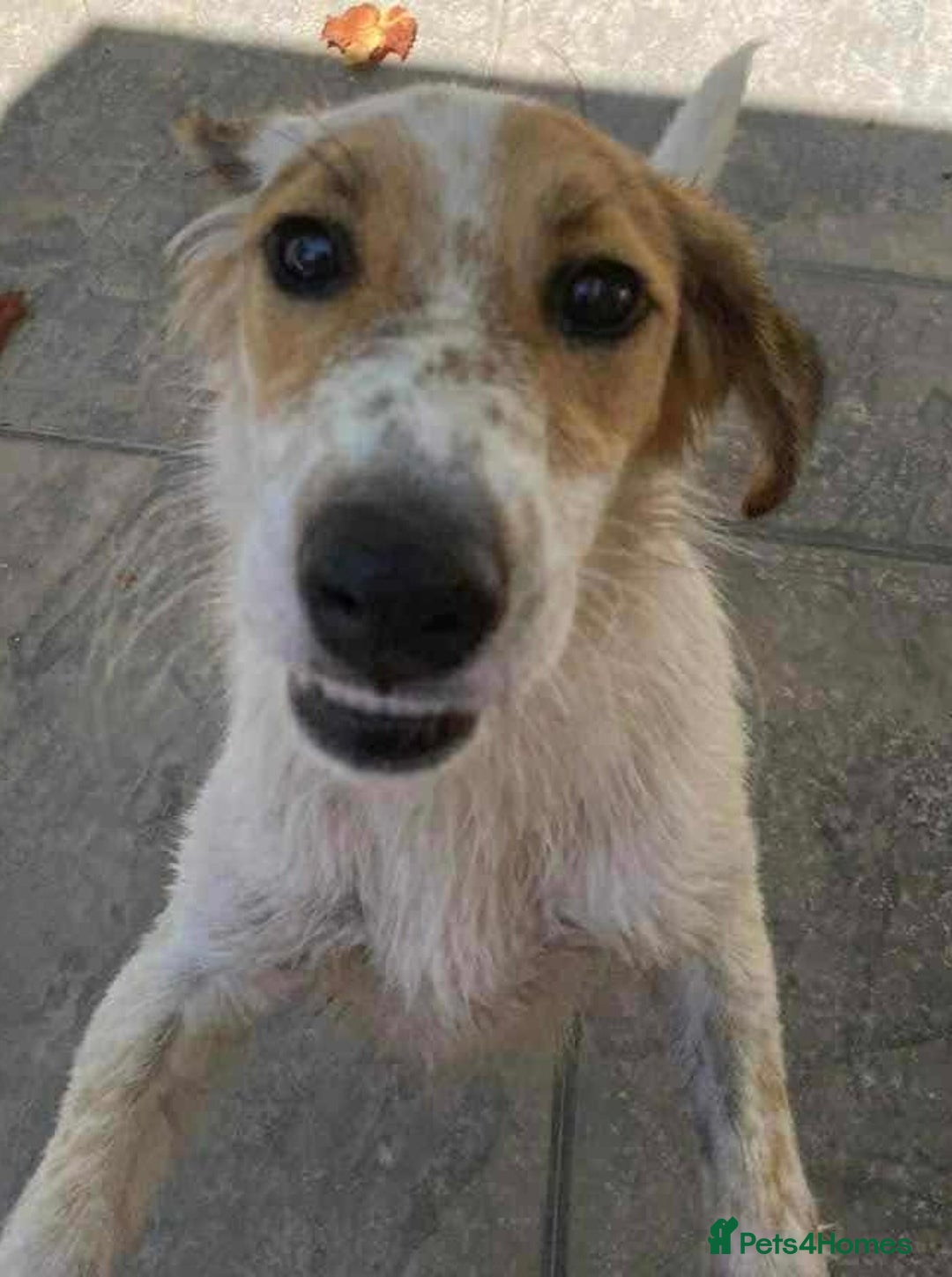 Mixed Breed dogs for adoption: Georgie needs a loving home  - Image 5