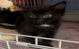 Domestic Shorthair cats for adoption: Meet Ella, Ray, Otis and Marvin 🖤  - Image 4