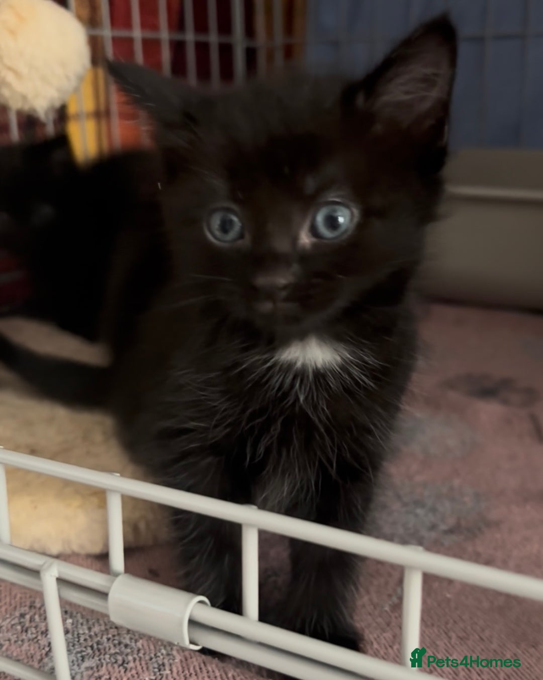 Domestic Shorthair cats for adoption: Meet Ella, Ray, Otis and Marvin 🖤  - Image 4