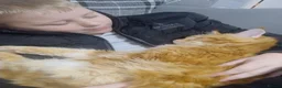 Maine Coon cats for sale: 4 Affectionate Maine Coon Kittens For Sale  - Advert 9