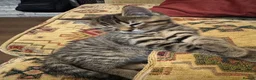 Domestic Shorthair cats for sale: 1 month old short hair kittens  in London - Advert 12
