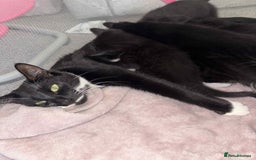 British Shorthair cats for sale: Litter of five kittens looking for forever home - Advert 1