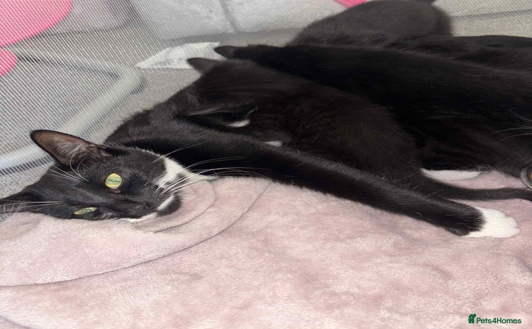 British Shorthair cats Litter of five kittens looking for forever home - Advert 2
