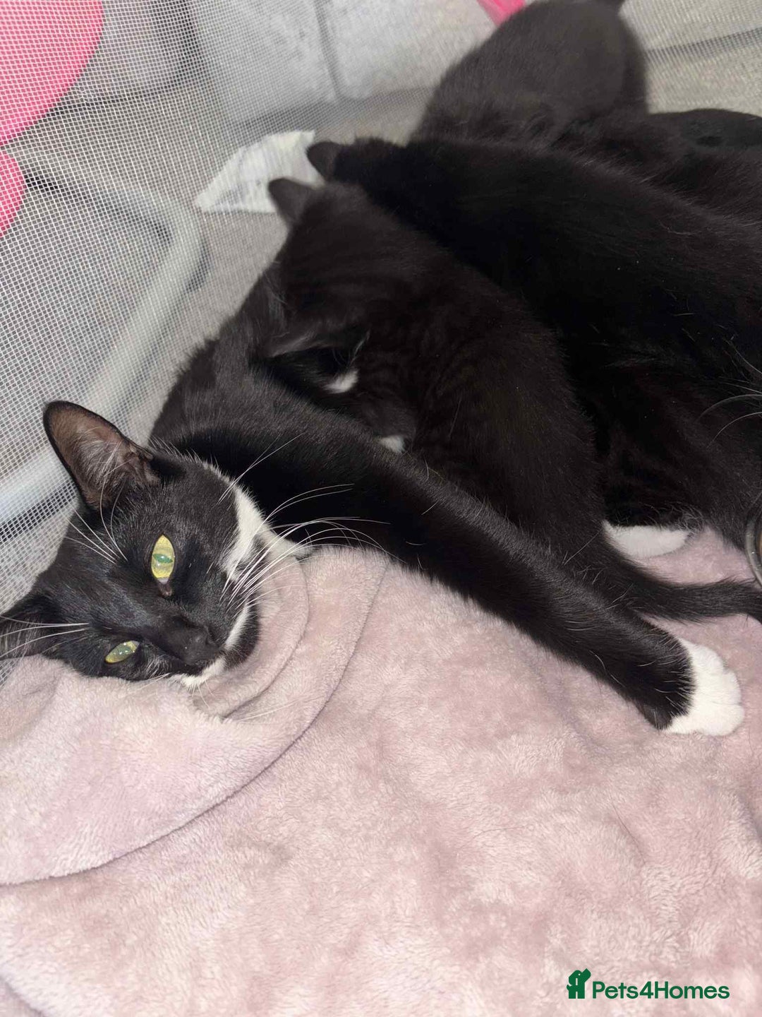 British Shorthair cats for sale: Litter of five kittens looking for forever home - Advert 1