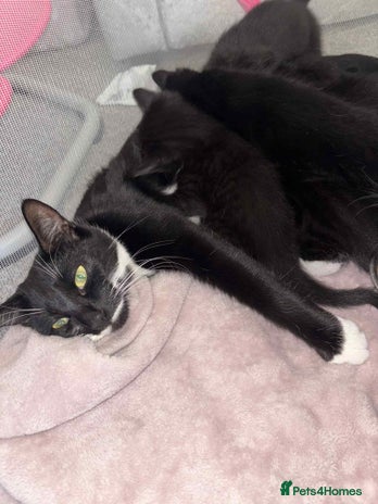 British Shorthair cats Litter of five kittens looking for forever home - Advert 2