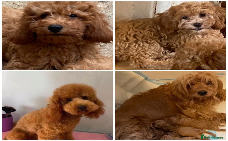 Cavapoo dogs - Advert 1