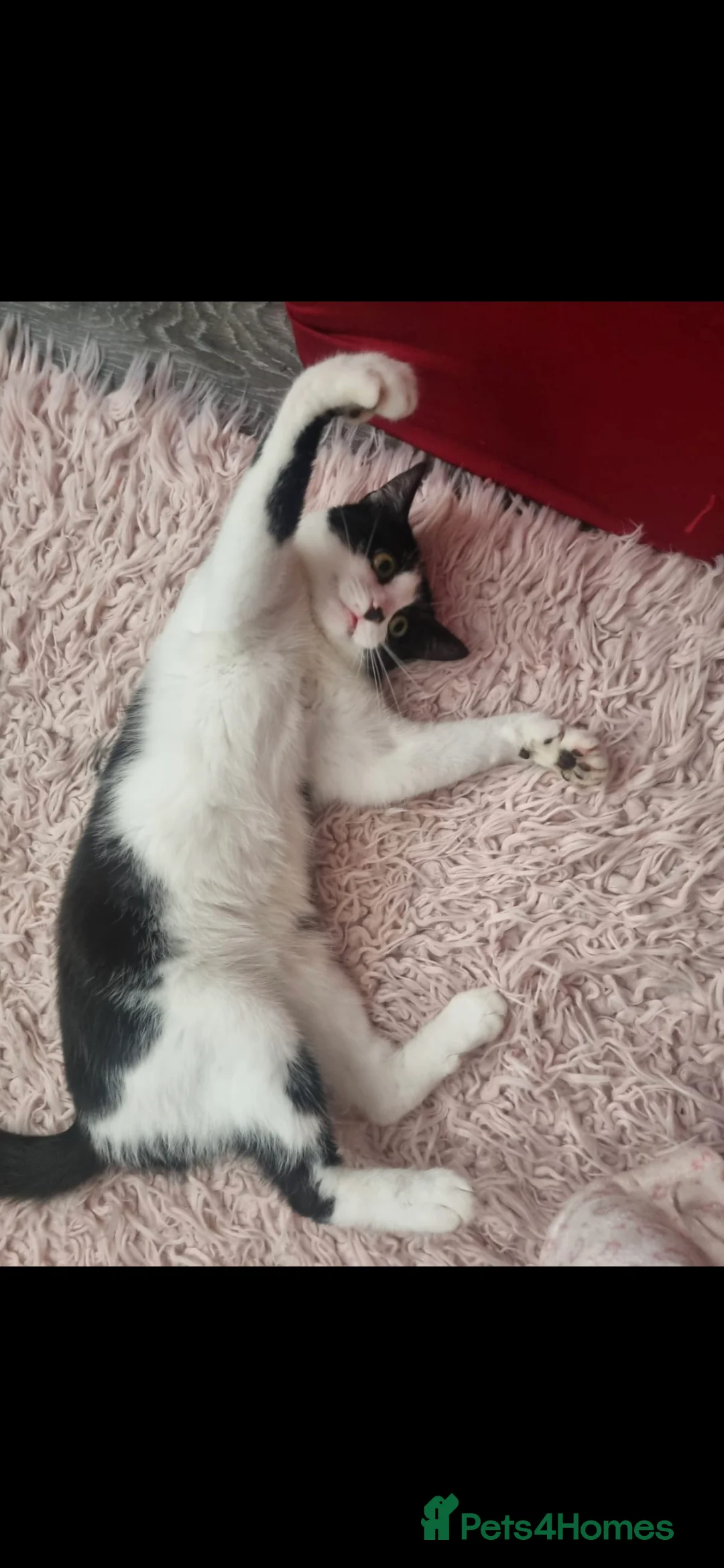 Mixed Breed cats for sale: Black and White female cat - Advert 3