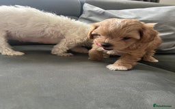 Maltipoo dogs for sale: Beautiful Tiny Maltipoo 3 girls 1 boy  - Image 16
