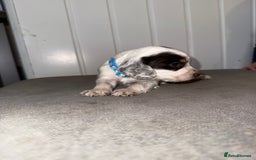 Sprocker dogs for sale: Sprocker puppies - Image 12