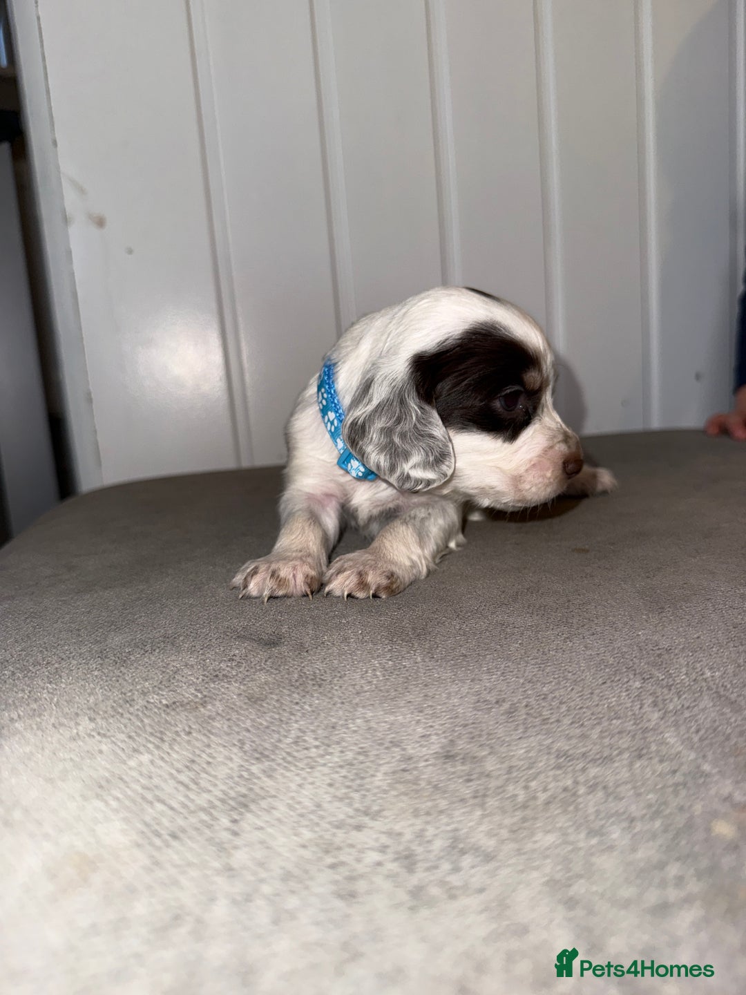 Sprocker dogs for sale: Sprocker puppies - Image 12