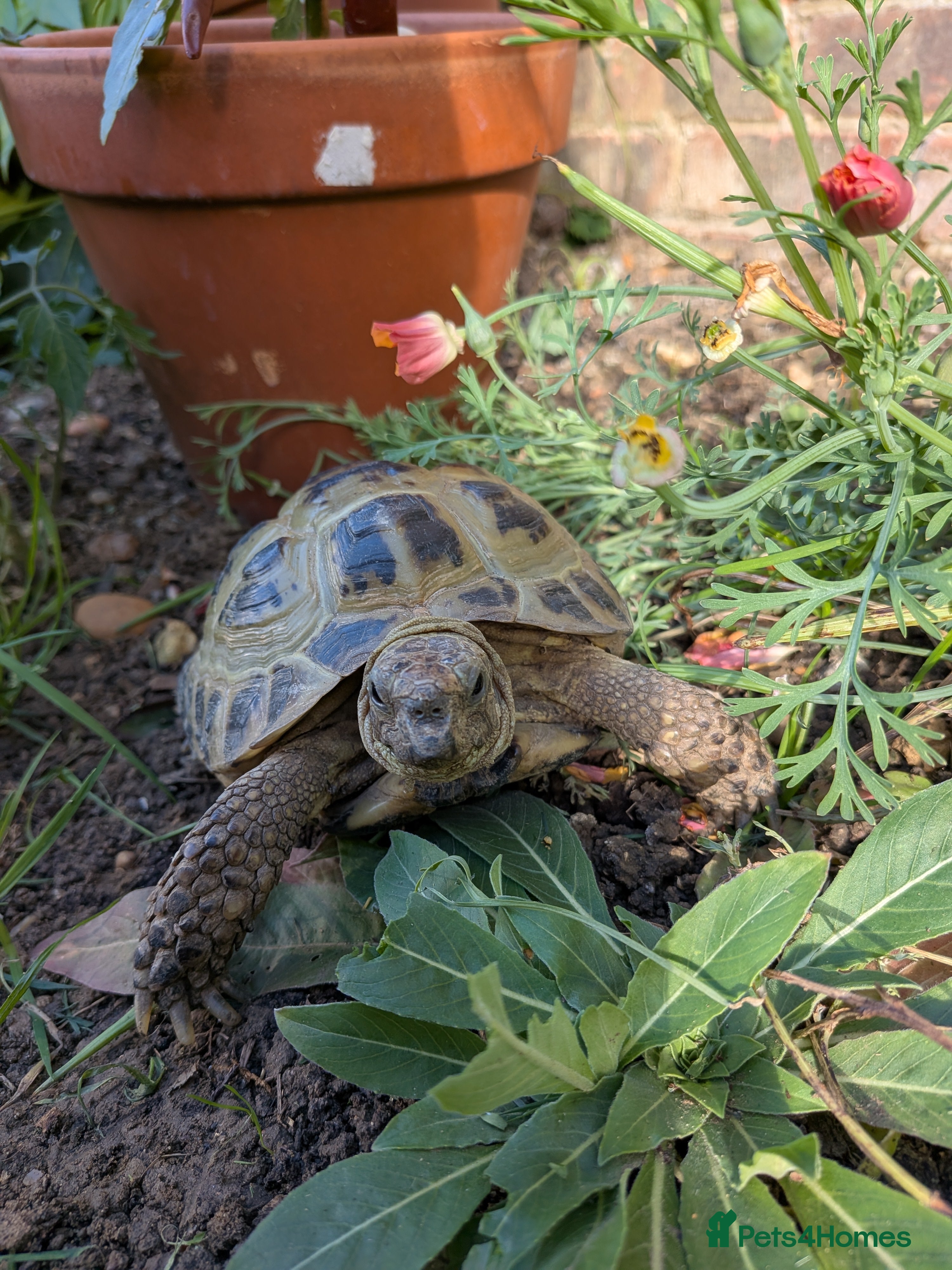 Tortoise reptiles Horsfield Tortoise - Adult male - Advert 1