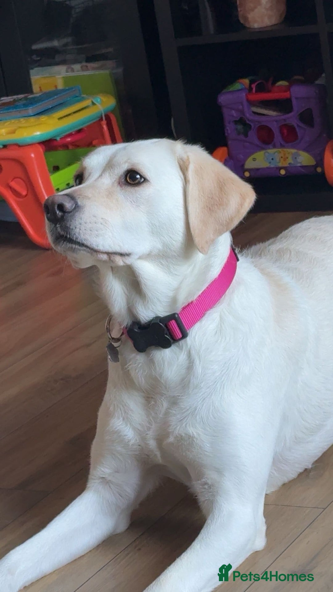 Labrador Retriever dogs Nala. - Advert 6