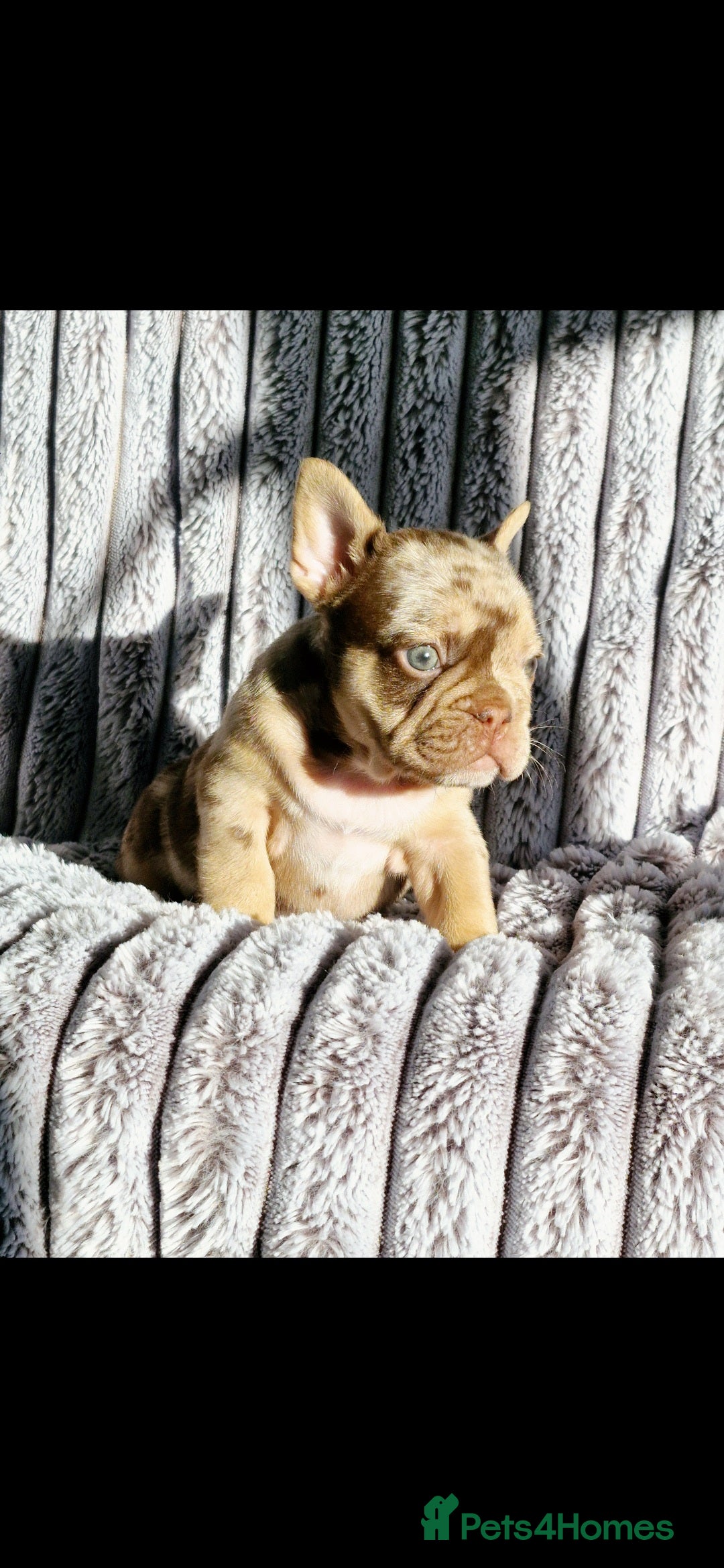 French Bulldog dogs for sale: Stunning puppies from £1500 - Advert 5