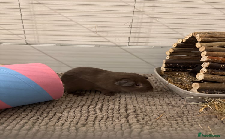 Guinea Pig rodents - Advert 2