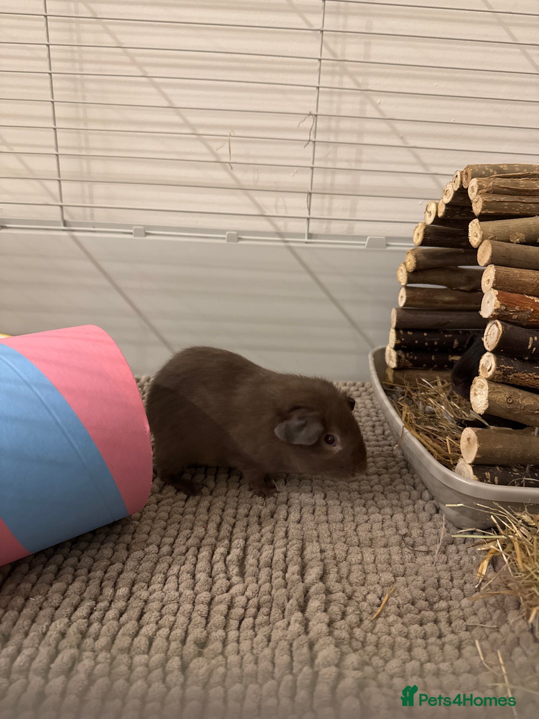 Guinea Pig rodents for sale: 2 Guinea Pigs for sale - boars. - Image 1