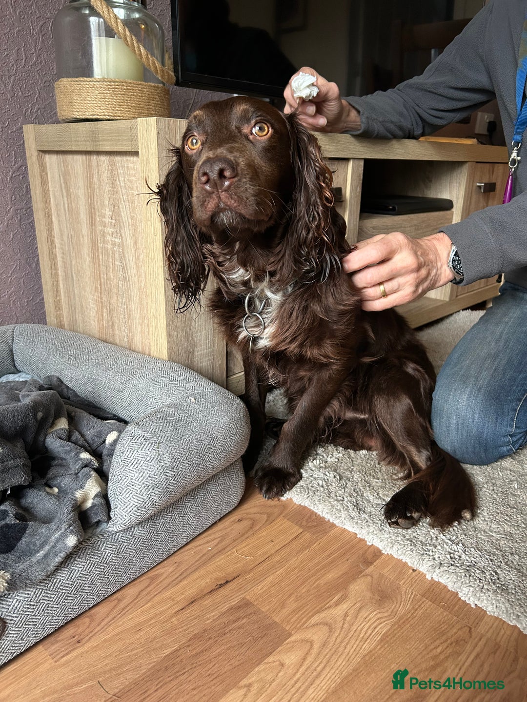 Cocker Spaniel dogs for sale: Working Cocker Spaniel - Image 3