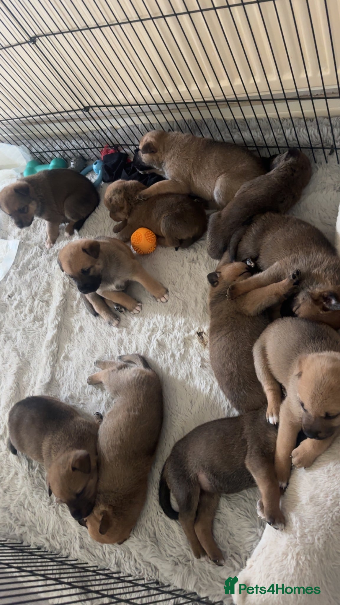 Mixed Breed dogs Akita Pups - Advert 1