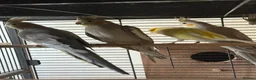 Mixed Breed birds for sale: Baby Cocatiel birds and budgies - Advert 16