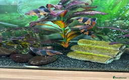 Loaches fish for sale: Clown Loaches - Image 2