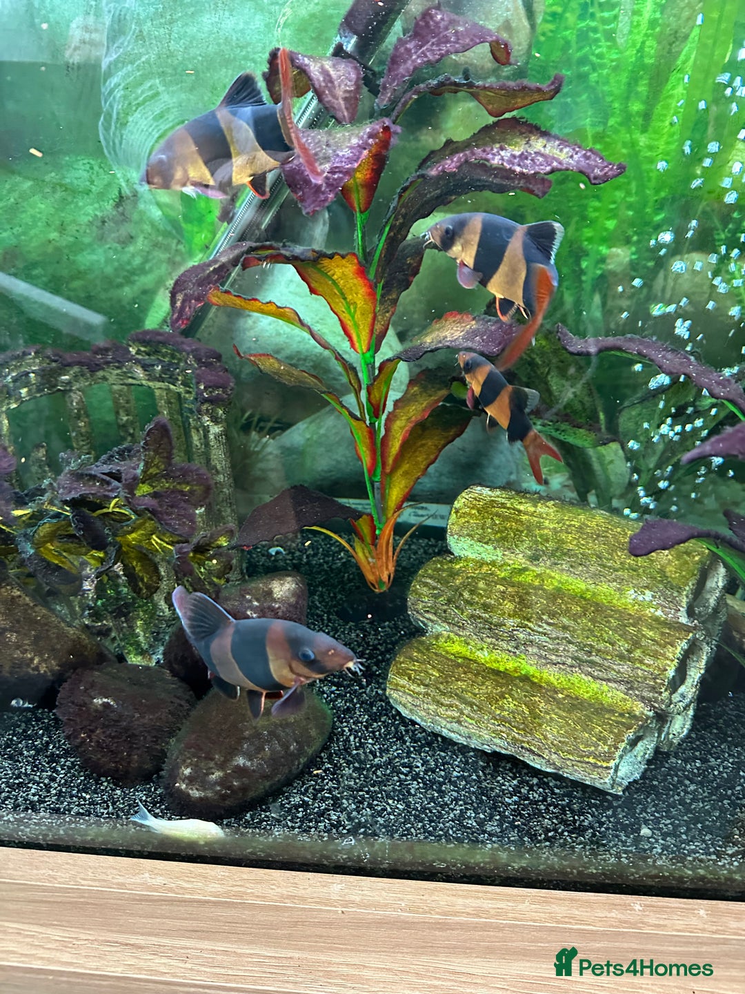 Loaches fish for sale: Clown Loaches - Image 2