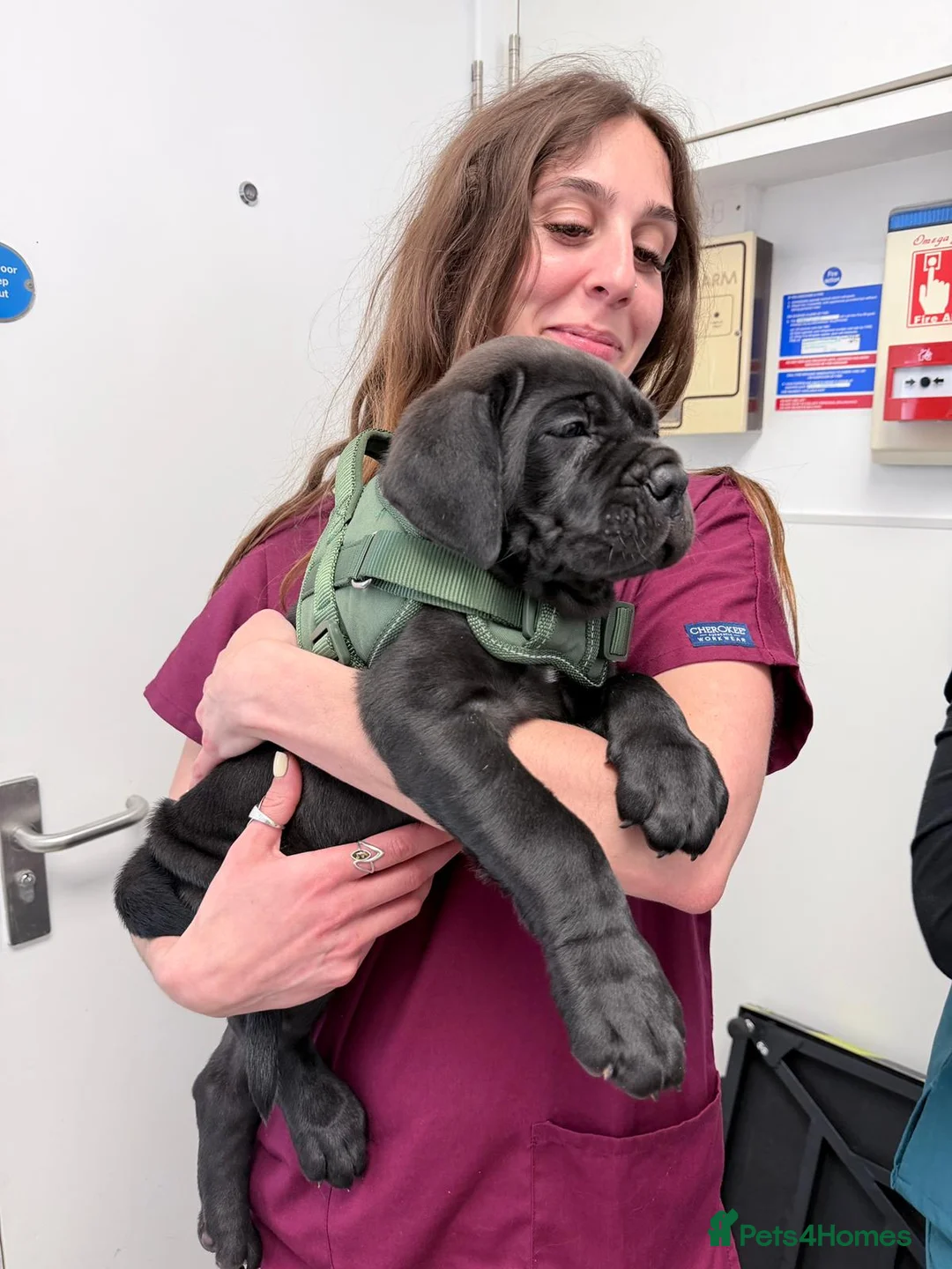 Cane Corso dogs for sale: Rare Solid Black Corso Female | Elite EU Bloodline - Advert 1