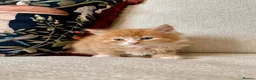 Mixed Breed cats for sale: Kittens Seeking Forever Homes! - Advert 10