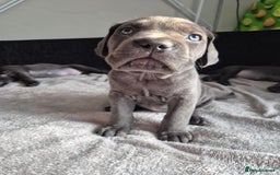 Cane Corso dogs for sale: Beautiful Blue Cane Corso Puppies - Image 7