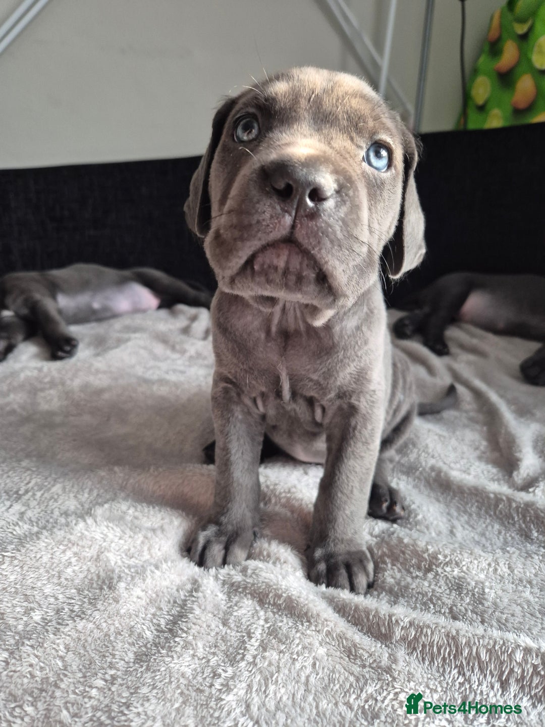 Cane Corso dogs for sale: Beautiful Blue Cane Corso Puppies - Image 7