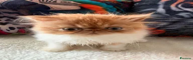 Persian 1