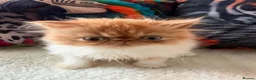 Persian cats for sale: Persian kittens - Advert 7