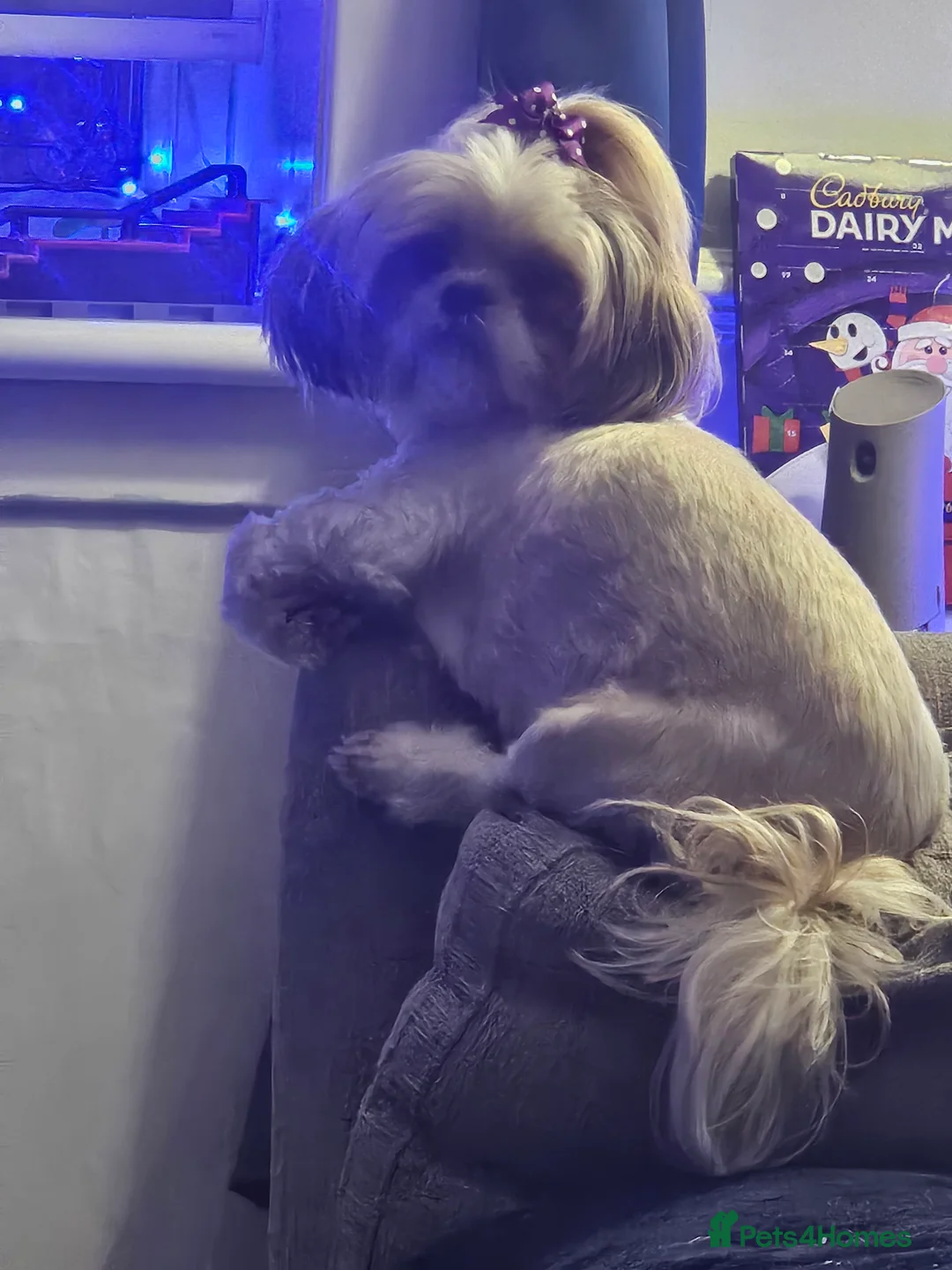 Shih Tzu dogs for sale: 💞 Gorgeous Shih Tzu Boy Puppies 💞 - Advert 7