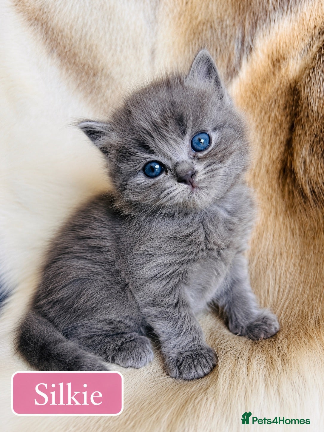 Ragdoll cats  Blue-lynx Ragdoll kittens pedigree bloodline  - Advert 2