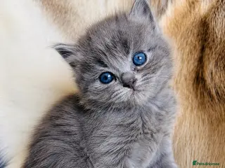 Ragdoll cats Blue-lynx Ragdoll kittens pedigree bloodline - Advert 2